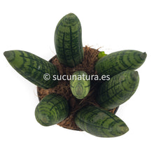 Load image into Gallery viewer, Sansevieria cylindrica ø Lanza Africana - ø 7 cm - Sucunatura. Plantas crassulas como echeveria, kalanchoe, sedum, sempervivum, graptoveria y aeonium.
