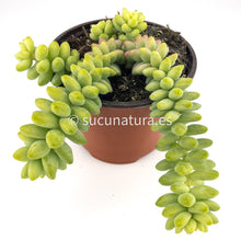 Load image into Gallery viewer, Sedum burrito - ø 10.5 cm - Sucunatura. Plantas crassulas como echeveria, kalanchoe, sedum, sempervivum, graptoveria y aeonium.
