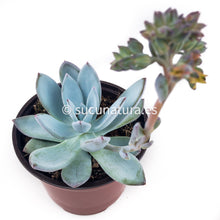 Cargar imagen en el visor de la galería, Echeveria Baek Ryun - ø 8.5 cm - Sucunatura. Plantas crassulas como echeveria, kalanchoe, sedum, sempervivum, graptoveria y aeonium.
