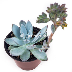 Echeveria Baek Ryun - ø 8.5 cm - Sucunatura. Plantas crassulas como echeveria, kalanchoe, sedum, sempervivum, graptoveria y aeonium.