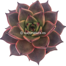 Load image into Gallery viewer, Echeveria Agavoides Taurus - ø 8.5 cm - Sucunatura. Plantas crassulas como echeveria, kalanchoe, sedum, sempervivum, graptoveria y aeonium.
