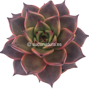 Echeveria Agavoides Taurus - ø 8.5 cm - Sucunatura. Plantas crassulas como echeveria, kalanchoe, sedum, sempervivum, graptoveria y aeonium.