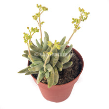 Cargar imagen en el visor de la galería, Crassula Cornuta - ø 10.5 cm - Sucunatura. Plantas crassulas como echeveria, kalanchoe, sedum, sempervivum, graptoveria y aeonium.
