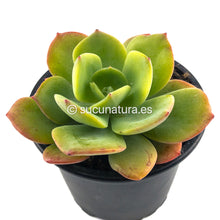 Load image into Gallery viewer, Echeveria Morvan - ø 10.5 cm - Sucunatura. Plantas crassulas como echeveria, kalanchoe, sedum, sempervivum, graptoveria y aeonium.
