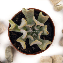 Cargar imagen en el visor de la galería, Echeveria runyonii topsy turvy - ø 5.5 cm - Sucunatura. Plantas crassulas como echeveria, kalanchoe, sedum, sempervivum, graptoveria y aeonium.
