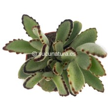 Cargar imagen en el visor de la galería, Kalanchoe tomentosa - ø 10.5 cm - Sucunatura. Plantas crassulas como echeveria, kalanchoe, sedum, sempervivum, graptoveria y aeonium.
