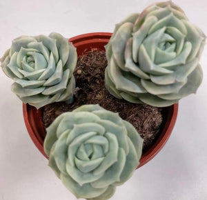 Graptoveria Lovely Rose 3 Heads - ø 8.5 cm - Sucunatura. Plantas crassulas como echeveria, kalanchoe, sedum, sempervivum, graptoveria y aeonium.