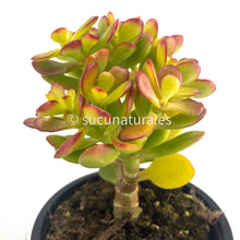 Cargar imagen en el visor de la galería, Jade - ø 10.5 cm - Sucunatura. Plantas crassulas como echeveria, kalanchoe, sedum, sempervivum, graptoveria y aeonium.
