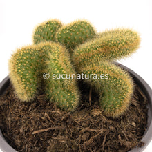 Cargar imagen en el visor de la galería, Mammillaria elongata cristata (Cactus Cerebro) - ø 13 cm - Sucunatura. Plantas crassulas como echeveria, kalanchoe, sedum, sempervivum, graptoveria y aeonium.
