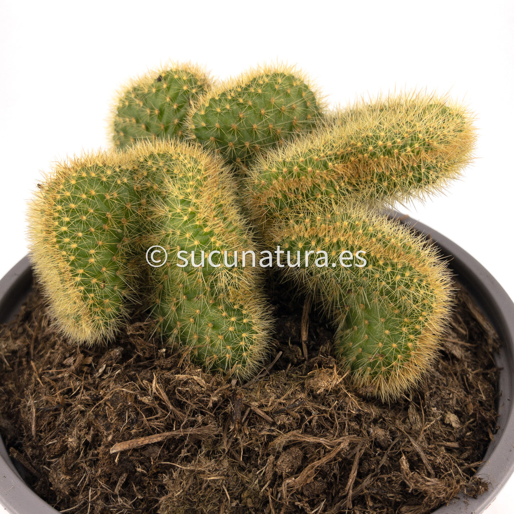 Mammillaria elongata cristata (Cactus Cerebro) - ø 13 cm - Sucunatura. Plantas crassulas como echeveria, kalanchoe, sedum, sempervivum, graptoveria y aeonium.