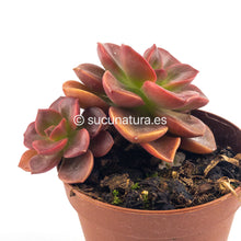 Load image into Gallery viewer, Echeveria Melaco - ø 5.5 cm - Sucunatura. Plantas crassulas como echeveria, kalanchoe, sedum, sempervivum, graptoveria y aeonium.
