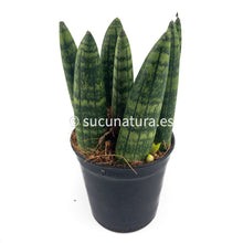 Load image into Gallery viewer, Sansevieria cylindrica ø Lanza Africana - ø 7 cm - Sucunatura. Plantas crassulas como echeveria, kalanchoe, sedum, sempervivum, graptoveria y aeonium.
