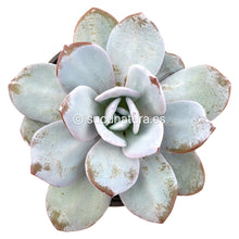 Load image into Gallery viewer, Echeveria Laui - ø 10.5 cm - Sucunatura. Plantas crassulas como echeveria, kalanchoe, sedum, sempervivum, graptoveria y aeonium.
