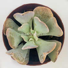 Cargar imagen en el visor de la galería, Echeveria cubic frost - ø 5.5 cm - Sucunatura. Plantas crassulas como echeveria, kalanchoe, sedum, sempervivum, graptoveria y aeonium.
