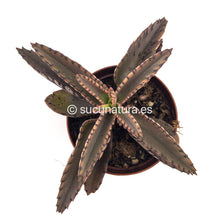 Load image into Gallery viewer, Kalanchoe daigremontiana (mil madres) - ø 5.5 cm - Sucunatura. Plantas crassulas como echeveria, kalanchoe, sedum, sempervivum, graptoveria y aeonium.
