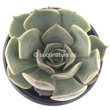 Cargar imagen en el visor de la galería, Echeveria Fiona - ø 10.5 cm - Sucunatura. Plantas crassulas como echeveria, kalanchoe, sedum, sempervivum, graptoveria y aeonium.
