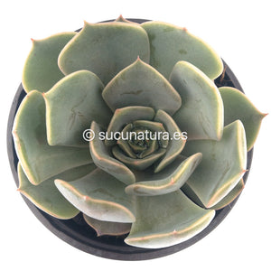 Echeveria Fiona - ø 10.5 cm - Sucunatura. Plantas crassulas como echeveria, kalanchoe, sedum, sempervivum, graptoveria y aeonium.