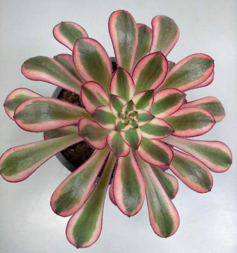 Aeonium Chanel Var. (Coleccion) - ø 12 cm - Sucunatura. Plantas crassulas como echeveria, kalanchoe, sedum, sempervivum, graptoveria y aeonium.