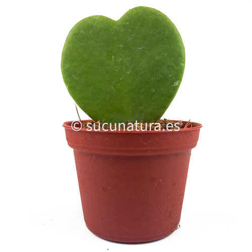 Hoya kerrii (planta corazón) - ø 7 cm - Sucunatura. Plantas crassulas como echeveria, kalanchoe, sedum, sempervivum, graptoveria y aeonium.