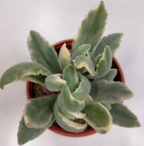 Kalanchoe tomentosa x Kalanchoe Dinklagei form. Variegata - ø 10.5 cm - Sucunatura. Plantas crassulas como echeveria, kalanchoe, sedum, sempervivum, graptoveria y aeonium.