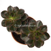 Load image into Gallery viewer, Bouquet Echeveria Burgundy Pearl o Echeveria Melaco - ø 17 cm - Sucunatura. Plantas crassulas como echeveria, kalanchoe, sedum, sempervivum, graptoveria y aeonium.
