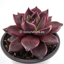 Load image into Gallery viewer, Echeveria Agavoides Romeo rubin - ø 10.5 cm - Sucunatura. Plantas crassulas como echeveria, kalanchoe, sedum, sempervivum, graptoveria y aeonium.
