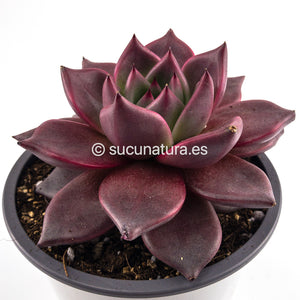 Echeveria Agavoides Romeo rubin - ø 10.5 cm - Sucunatura. Plantas crassulas como echeveria, kalanchoe, sedum, sempervivum, graptoveria y aeonium.