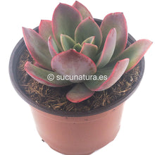 Cargar imagen en el visor de la galería, Echeveria Luella - ø 10.5 cm - Sucunatura. Plantas crassulas como echeveria, kalanchoe, sedum, sempervivum, graptoveria y aeonium.
