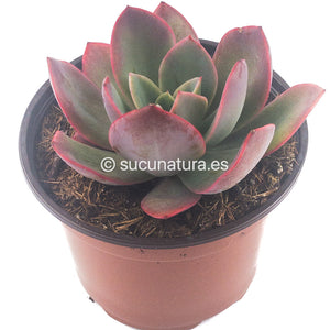 Echeveria Luella - ø 10.5 cm - Sucunatura. Plantas crassulas como echeveria, kalanchoe, sedum, sempervivum, graptoveria y aeonium.