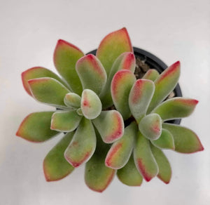 Echeveria Pulvinata Ruby Blush - ø 10.5 cm - Sucunatura. Plantas crassulas como echeveria, kalanchoe, sedum, sempervivum, graptoveria y aeonium.