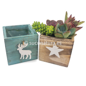 Kit Navideño - Sucunatura. Plantas crassulas como echeveria, kalanchoe, sedum, sempervivum, graptoveria y aeonium.