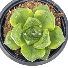 Load image into Gallery viewer, Haworthia Retusa - ø 10.5 cm - Sucunatura. Plantas crassulas como echeveria, kalanchoe, sedum, sempervivum, graptoveria y aeonium.
