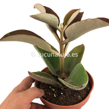 Cargar imagen en el visor de la galería, Kalanchoe Orgyalis (cuchara de cobre) - ø 12 cm - Sucunatura. Plantas crassulas como echeveria, kalanchoe, sedum, sempervivum, graptoveria y aeonium.
