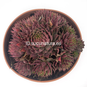 Sempervivum Rubin form bouquet - ø 14 cm - Sucunatura. Plantas crassulas como echeveria, kalanchoe, sedum, sempervivum, graptoveria y aeonium.