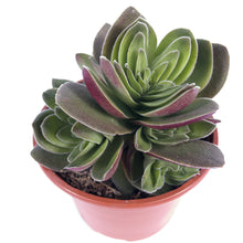 Load image into Gallery viewer, Crassula Capitella Turrita - ø 10.5 cm
