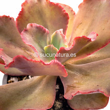 Cargar imagen en el visor de la galería, Echeveria Gibbiflora - ø 12 cm - Sucunatura. Plantas crassulas como echeveria, kalanchoe, sedum, sempervivum, graptoveria y aeonium.
