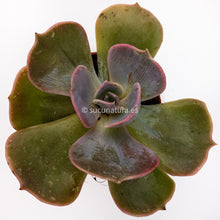 Load image into Gallery viewer, Echeveria ghost - ø 5.5 cm - Sucunatura. Plantas crassulas como echeveria, kalanchoe, sedum, sempervivum, graptoveria y aeonium.
