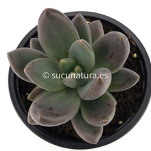 Cargar imagen en el visor de la galería, Echeveria Haagai Tolimanensis - ø 10.5 cm - Sucunatura. Plantas crassulas como echeveria, kalanchoe, sedum, sempervivum, graptoveria y aeonium.
