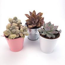 Load image into Gallery viewer, Planta + cubito metálico - Sucunatura. Plantas crassulas como echeveria, kalanchoe, sedum, sempervivum, graptoveria y aeonium.
