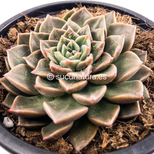 Graptopetalum bellum o Tacitus bellum - ø 10.5 cm - Sucunatura. Plantas crassulas como echeveria, kalanchoe, sedum, sempervivum, graptoveria y aeonium.