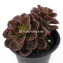 Load image into Gallery viewer, Echeveria Melaco - ø 10.5 cm - Sucunatura. Plantas crassulas como echeveria, kalanchoe, sedum, sempervivum, graptoveria y aeonium.
