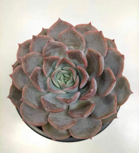 Echeveria Orion - ø 10.5 cm - Sucunatura. Plantas crassulas como echeveria, kalanchoe, sedum, sempervivum, graptoveria y aeonium.