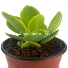 Cargar imagen en el visor de la galería, Echeveria Pallida - ø 10.5 cm - Sucunatura. Plantas crassulas como echeveria, kalanchoe, sedum, sempervivum, graptoveria y aeonium.
