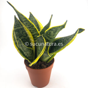 Sansevieria (espada san Jorge) - ø 10.5 cm - Sucunatura. Plantas crassulas como echeveria, kalanchoe, sedum, sempervivum, graptoveria y aeonium.