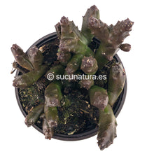 Cargar imagen en el visor de la galería, Stapelia Schinzii - ø 10.5 cm - Sucunatura. Plantas crassulas como echeveria, kalanchoe, sedum, sempervivum, graptoveria y aeonium.
