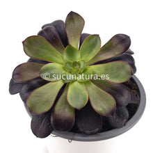 Cargar imagen en el visor de la galería, Aeonium Voodoo - ø 12 cm - Sucunatura. Plantas crassulas como echeveria, kalanchoe, sedum, sempervivum, graptoveria y aeonium.
