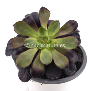 Aeonium Voodoo - ø 12 cm - Sucunatura. Plantas crassulas como echeveria, kalanchoe, sedum, sempervivum, graptoveria y aeonium.