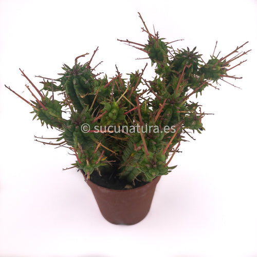 Euphorbia Mam. - ø 5.5 cm - Sucunatura. Plantas crassulas como echeveria, kalanchoe, sedum, sempervivum, graptoveria y aeonium.