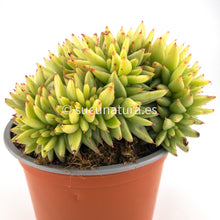 Load image into Gallery viewer, Echeveria Agavoides Corderoyi cristata- ø 13 cm - Sucunatura. Plantas crassulas como echeveria, kalanchoe, sedum, sempervivum, graptoveria y aeonium.
