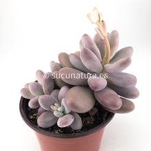 Cargar imagen en el visor de la galería, Pachyphytum Oviferum - ø 10.5 cm - Sucunatura. Plantas crassulas como echeveria, kalanchoe, sedum, sempervivum, graptoveria y aeonium.
